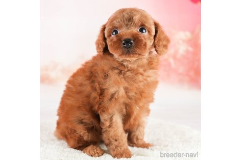 成約済の埼玉県のトイプードル-331836の5枚目