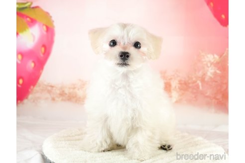 成約済の埼玉県のマルプー:マルチーズ×トイプードル-331847の4枚目