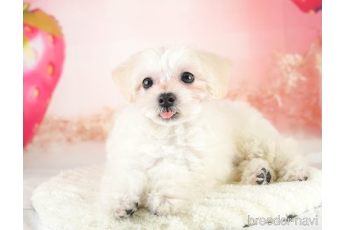 成約済の埼玉県のマルプー:マルチーズ×トイプードル-331847の5枚目