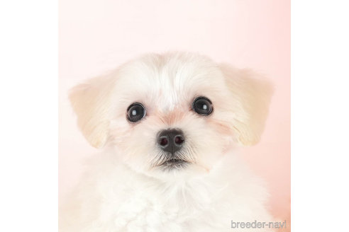 成約済の埼玉県のマルプー:マルチーズ×トイプードル-331847の1枚目