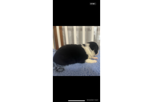 成約済の青森県のボーダーコリー-331848の4枚目