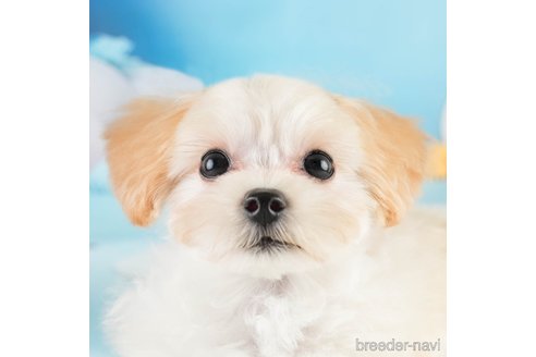 成約済の埼玉県のマルプー:マルチーズ×トイプードル-331852の1枚目