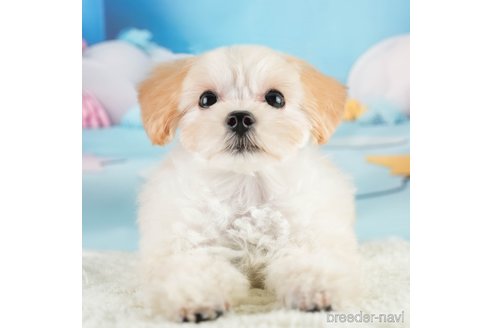 成約済の埼玉県のマルプー:マルチーズ×トイプードル-331852の4枚目