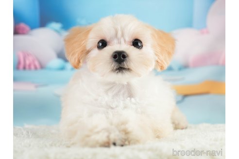 成約済の埼玉県のマルプー:マルチーズ×トイプードル-331852の5枚目