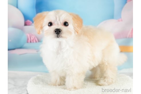 成約済の埼玉県のマルプー:マルチーズ×トイプードル-331852の3枚目