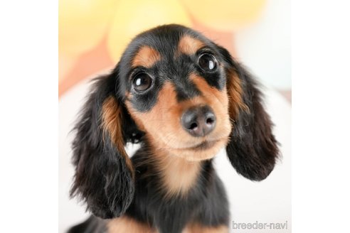 成約済の埼玉県のミニチュアダックスフンド(ロングヘアード)-331855の1枚目