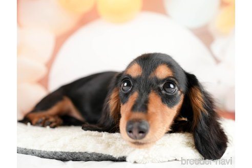 成約済の埼玉県のミニチュアダックスフンド(ロングヘアード)-331855の3枚目