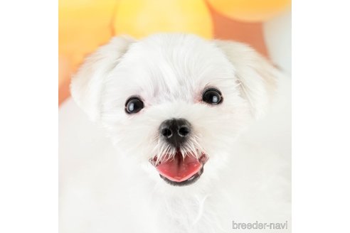 成約済の埼玉県のマルチーズ-331858の5枚目