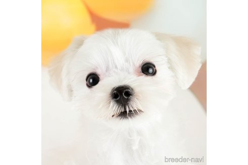 成約済の埼玉県のマルチーズ-331858の1枚目