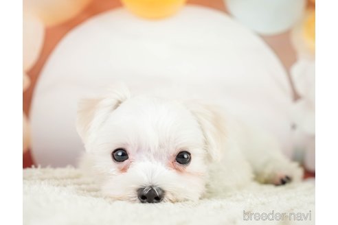 成約済の埼玉県のマルチーズ-331858の3枚目