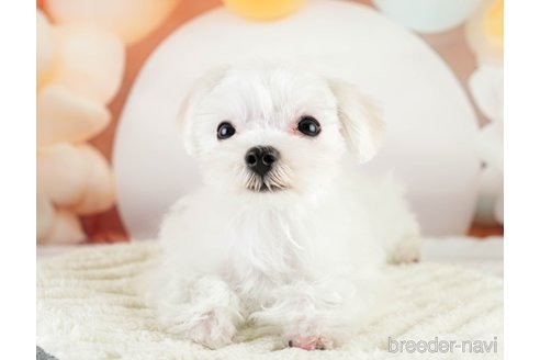 成約済の埼玉県のマルチーズ-331858の4枚目