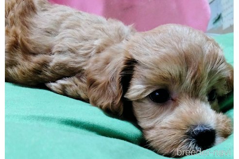 成約済の埼玉県のマルプー:マルチーズ×トイプードル-327379の13枚目