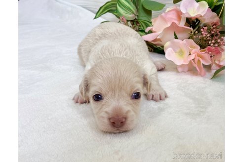 成約済の福岡県のミックス犬-329054の20枚目