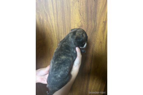 成約済の静岡県のウィペット-331863の6枚目
