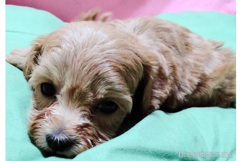 成約済の埼玉県のマルプー:マルチーズ×トイプードル-327450の7枚目