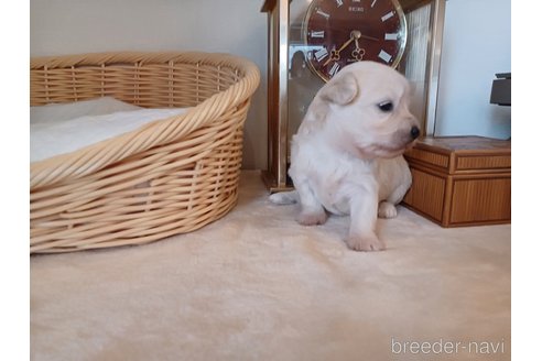 成約済の東京都のミックス犬-331866の8枚目