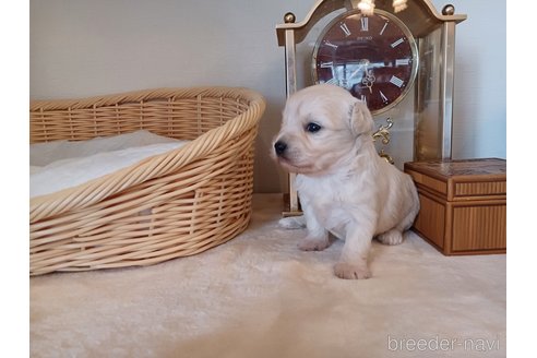 成約済の東京都のミックス犬-331866の2枚目