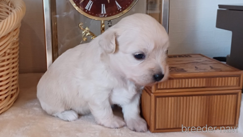 成約済の東京都のミックス犬-331866の1枚目