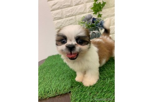 成約済の岡山県のシーズー-331870の6枚目