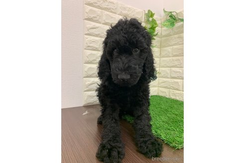成約済の岡山県のスタンダードプードル-331873の9枚目