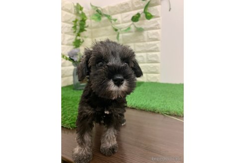 成約済の岡山県のミニチュアシュナウザー-331875の2枚目