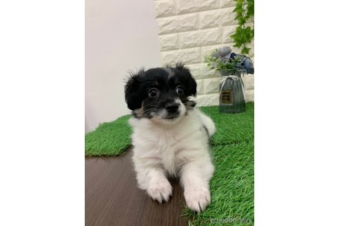 成約済の岡山県のミックス犬-331879の13枚目