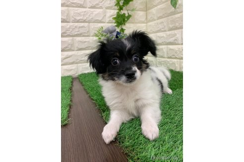 成約済の岡山県のミックス犬-331879の8枚目