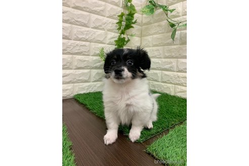 成約済の岡山県のミックス犬-331879の9枚目