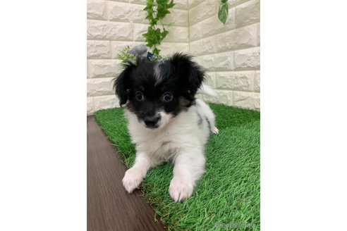 成約済の岡山県のミックス犬-331879の10枚目