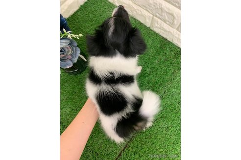 成約済の岡山県のミックス犬-331879の11枚目