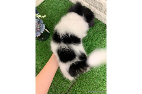 成約済の岡山県のミックス犬-331879の12枚目