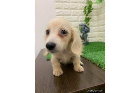 成約済の岡山県のミニチュアダックスフンド(ロングヘアード)-331880の6枚目