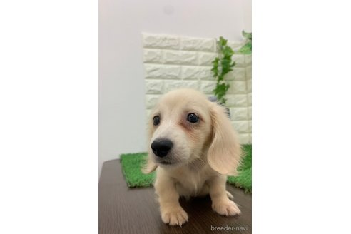 成約済の岡山県のミニチュアダックスフンド(ロングヘアード)-331880の7枚目