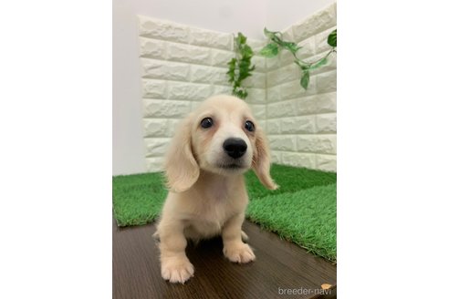 成約済の岡山県のミニチュアダックスフンド(ロングヘアード)-331880の8枚目