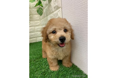 成約済の岡山県のタイニープードル-331884の2枚目
