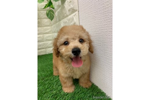 成約済の岡山県のタイニープードル-331884の8枚目