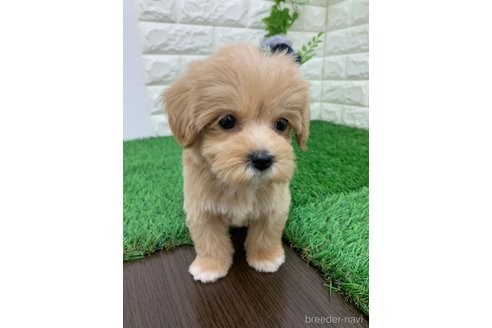 成約済の岡山県のマルプー:マルチーズ×トイプードル-331887の3枚目