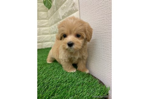 成約済の岡山県のマルプー:マルチーズ×トイプードル-331887の4枚目
