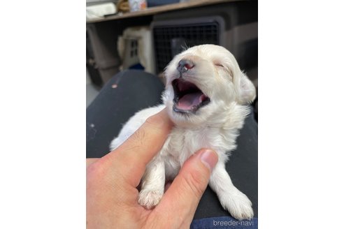 成約済の栃木県のマルプー:マルチーズ×トイプードル-330340の4枚目