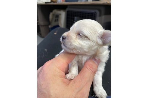 成約済の栃木県のマルプー:マルチーズ×トイプードル-330341の4枚目