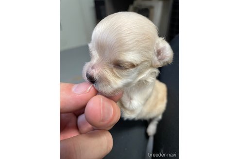 成約済の栃木県のマルプー:マルチーズ×トイプードル-330342の6枚目