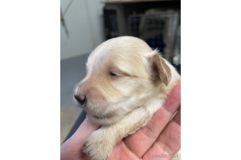 成約済の栃木県のマルプー:マルチーズ×トイプードル-330343の5枚目