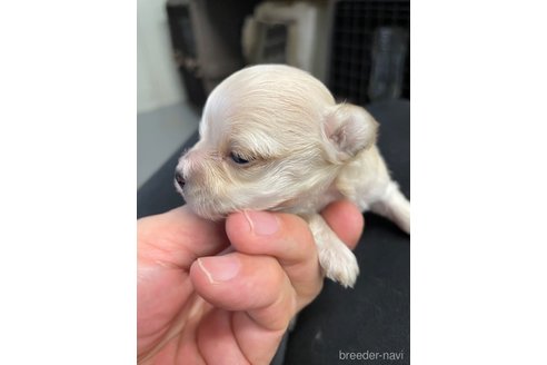 成約済の栃木県のマルプー:マルチーズ×トイプードル-330344の4枚目