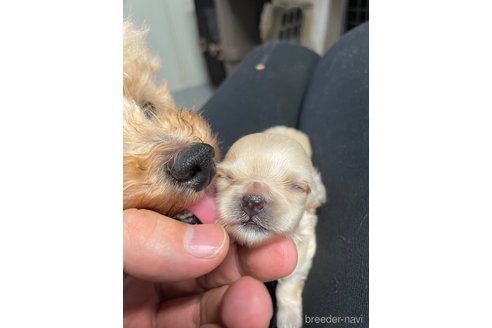 成約済の栃木県のマルプー:マルチーズ×トイプードル-330344の5枚目