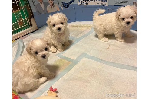 成約済の滋賀県のマルチーズ-326310の57枚目