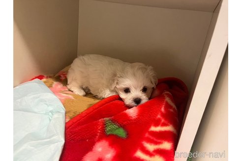 成約済の滋賀県のマルチーズ-326306の56枚目