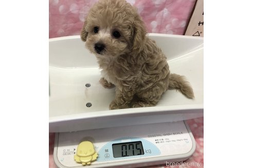 成約済の愛知県のビションプー:ビションフリーゼ×トイプードル-330607の2枚目