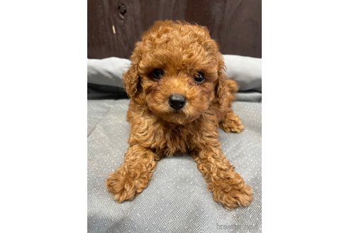 成約済の兵庫県のトイプードル-331909の2枚目