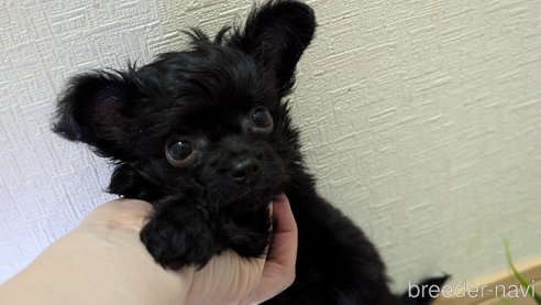 成約済の広島県のチワプー:チワワ×トイプードル-326581の93枚目