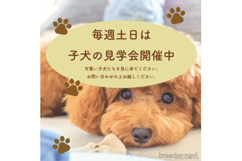成約済の滋賀県のタイニープードル-331915の5枚目